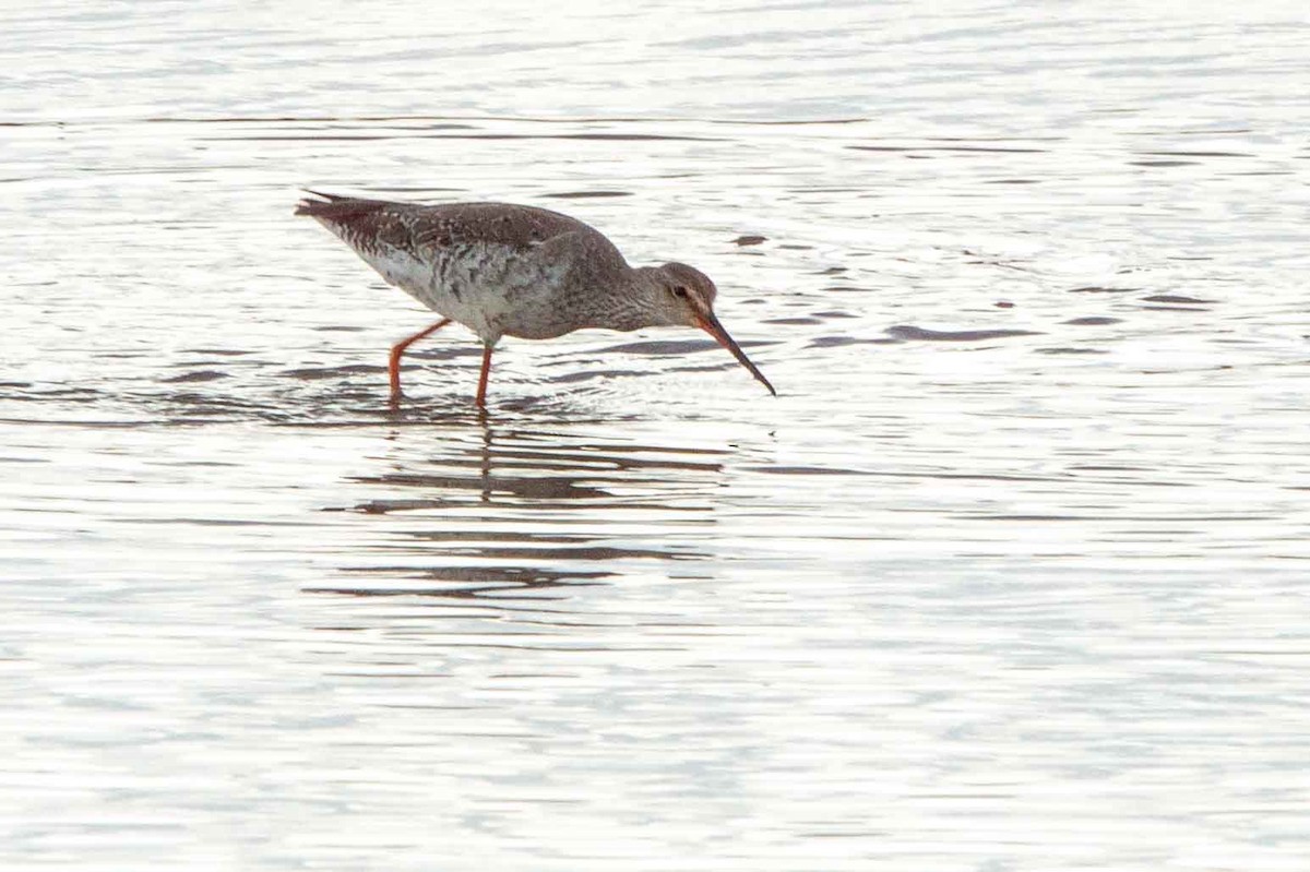 Spotted Redshank - ML344424011