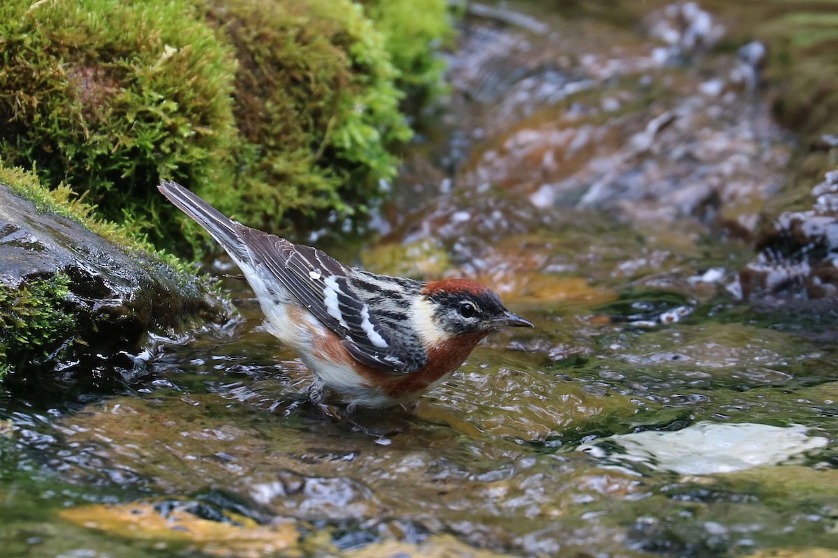 Bay-breasted Warbler - ML344427341