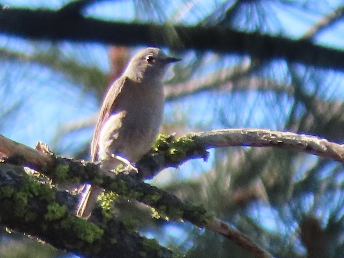 Mountain Bluebird - Long-eared Owl