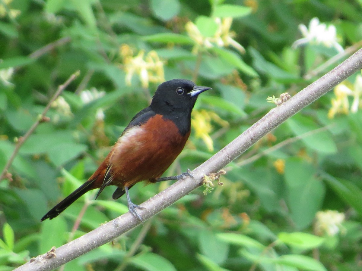 Orchard Oriole - ML344432101