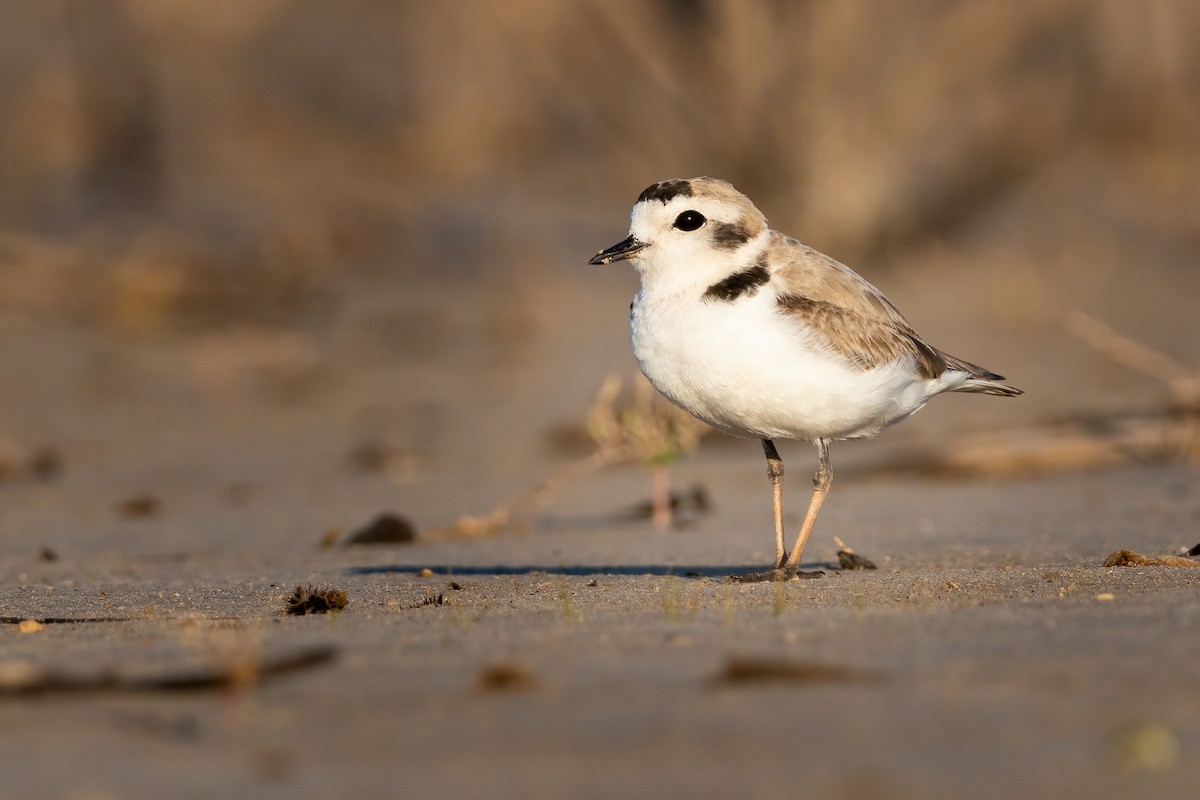 Snowy Plover - Phil Chaon