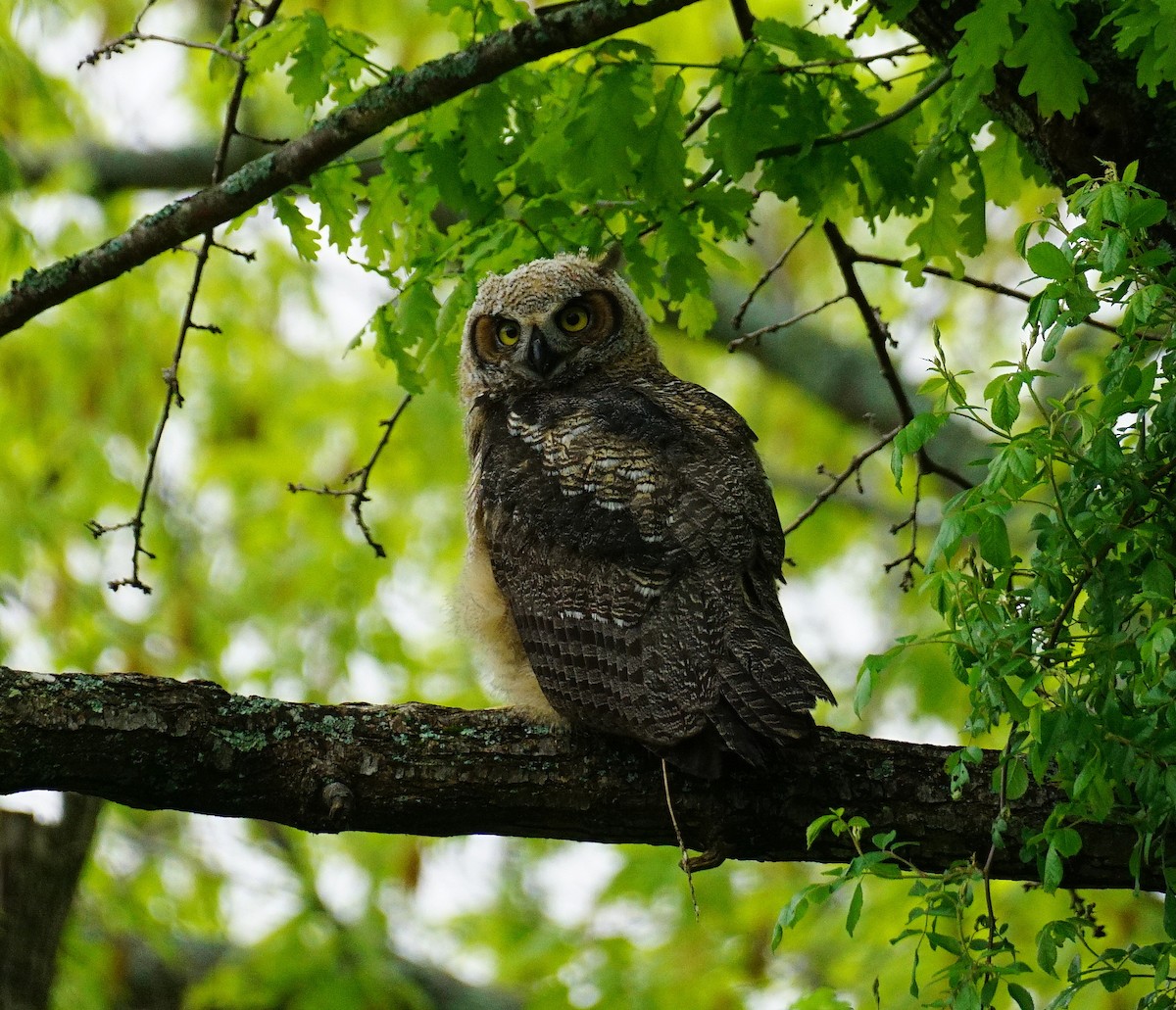 Great Horned Owl - ML344437911
