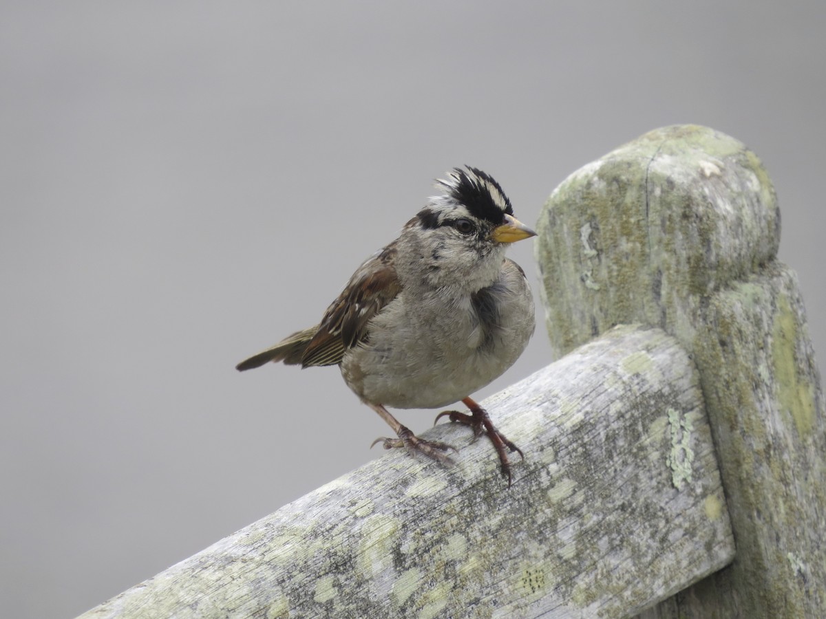 White-crowned Sparrow - ML34443811