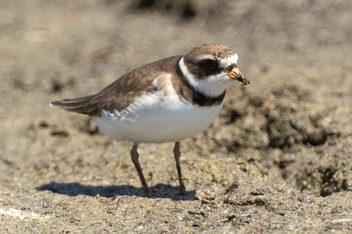 Semipalmated Plover - ML344438761