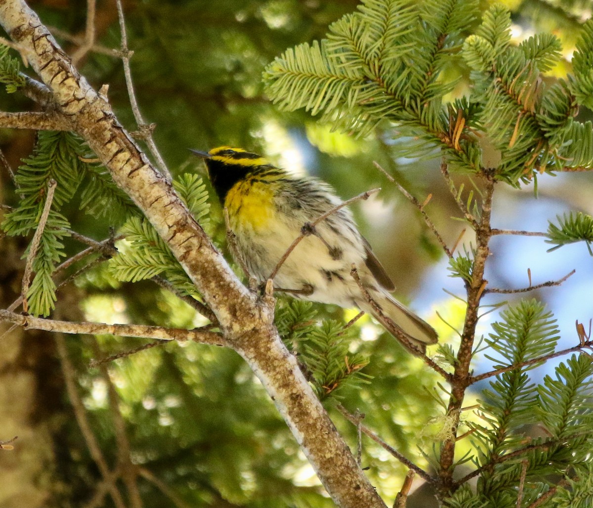 Escape to the Emerald Heights: Uncovering the Magic of Marys Peak Campground