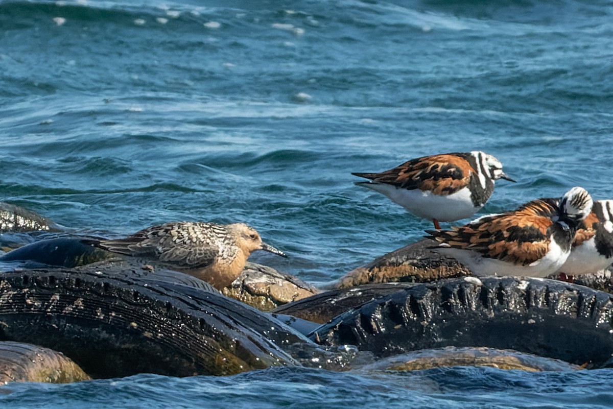 Red Knot - ML344441471