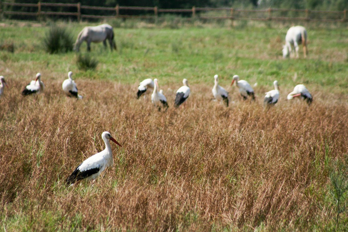 White Stork - Jean-Sébastien Guénette