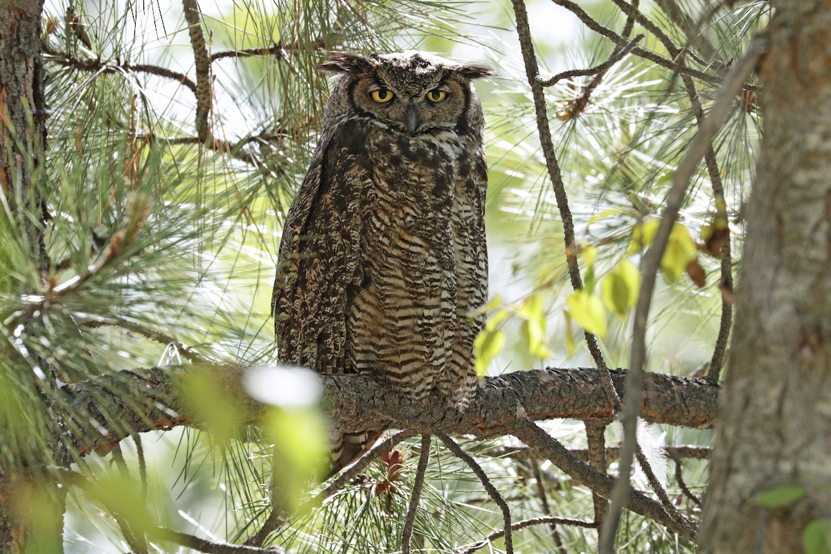 Great Horned Owl - Nathan Wall