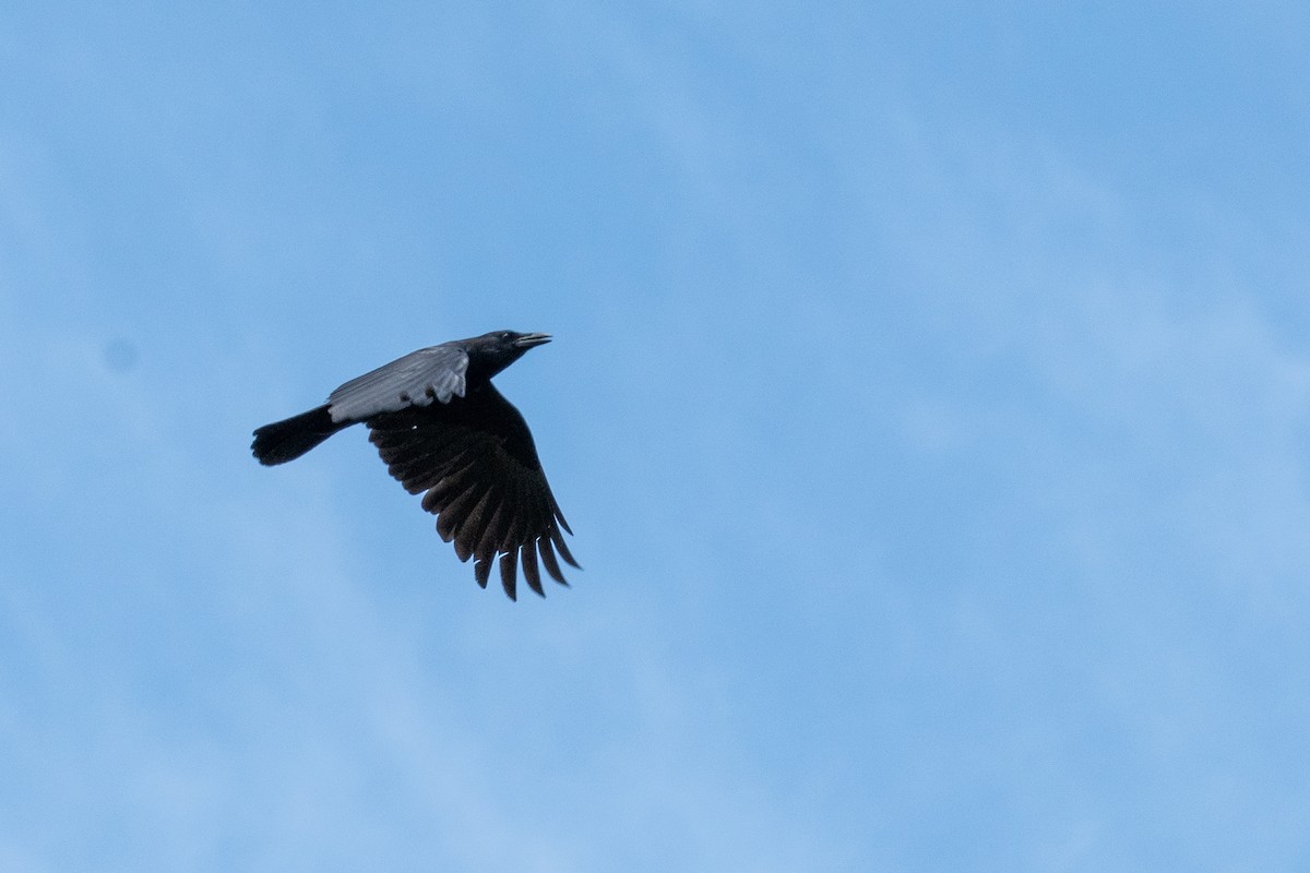 Corvus sp. (crow sp.) - ML344449551