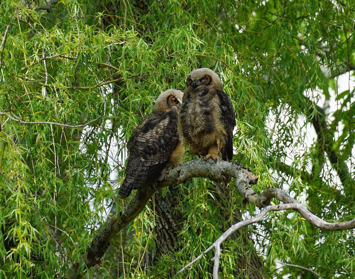 Great Horned Owl - ML344449921