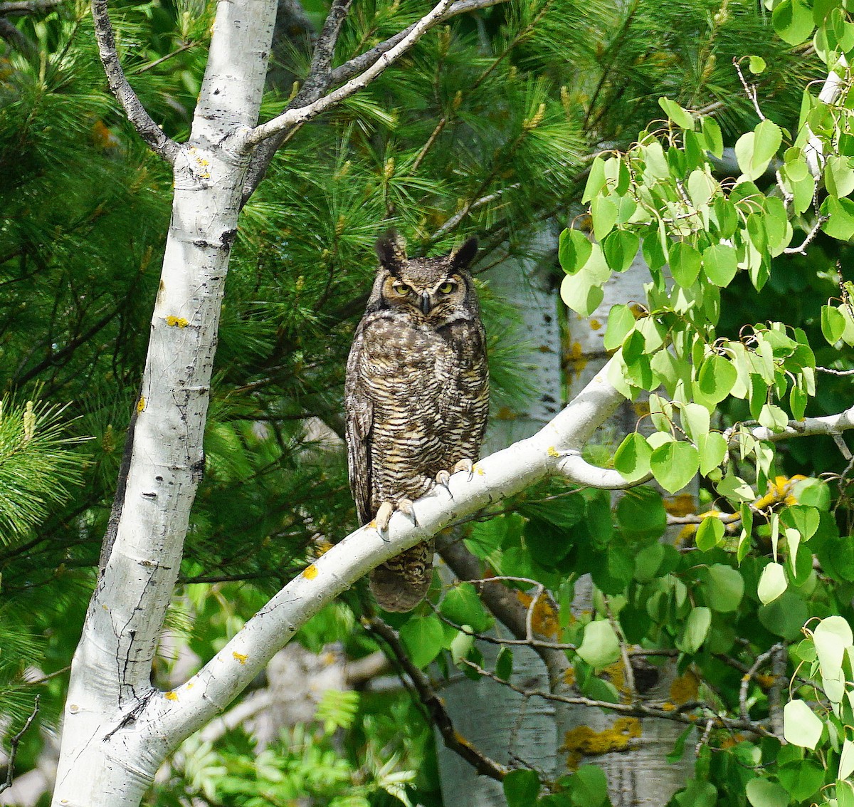 Great Horned Owl - ML344450321