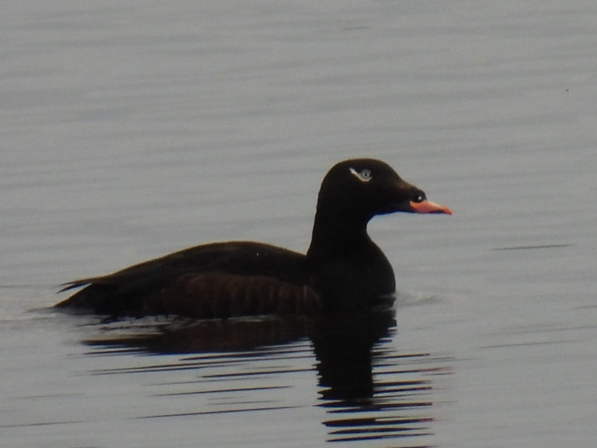 White-winged Scoter - Pam Hawkes