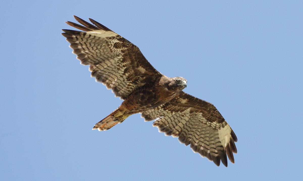 Red-tailed Hawk (calurus/alascensis) - ML344454791