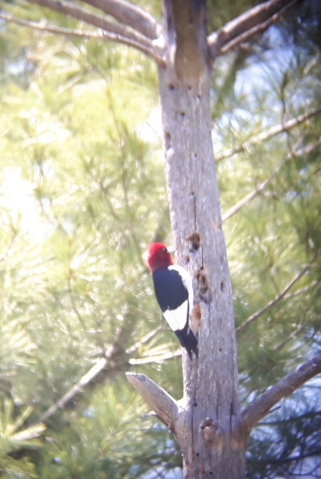 Red-headed Woodpecker - ML344455201
