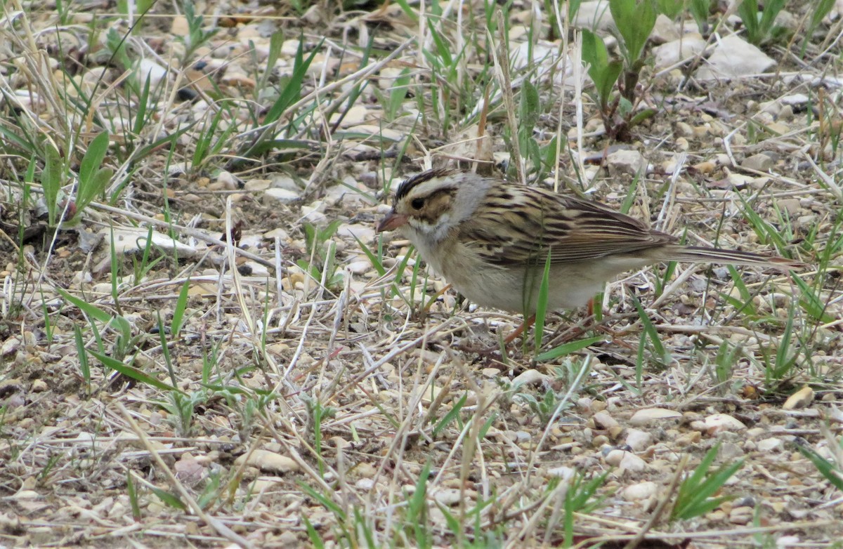 Clay-colored Sparrow - ML344455391