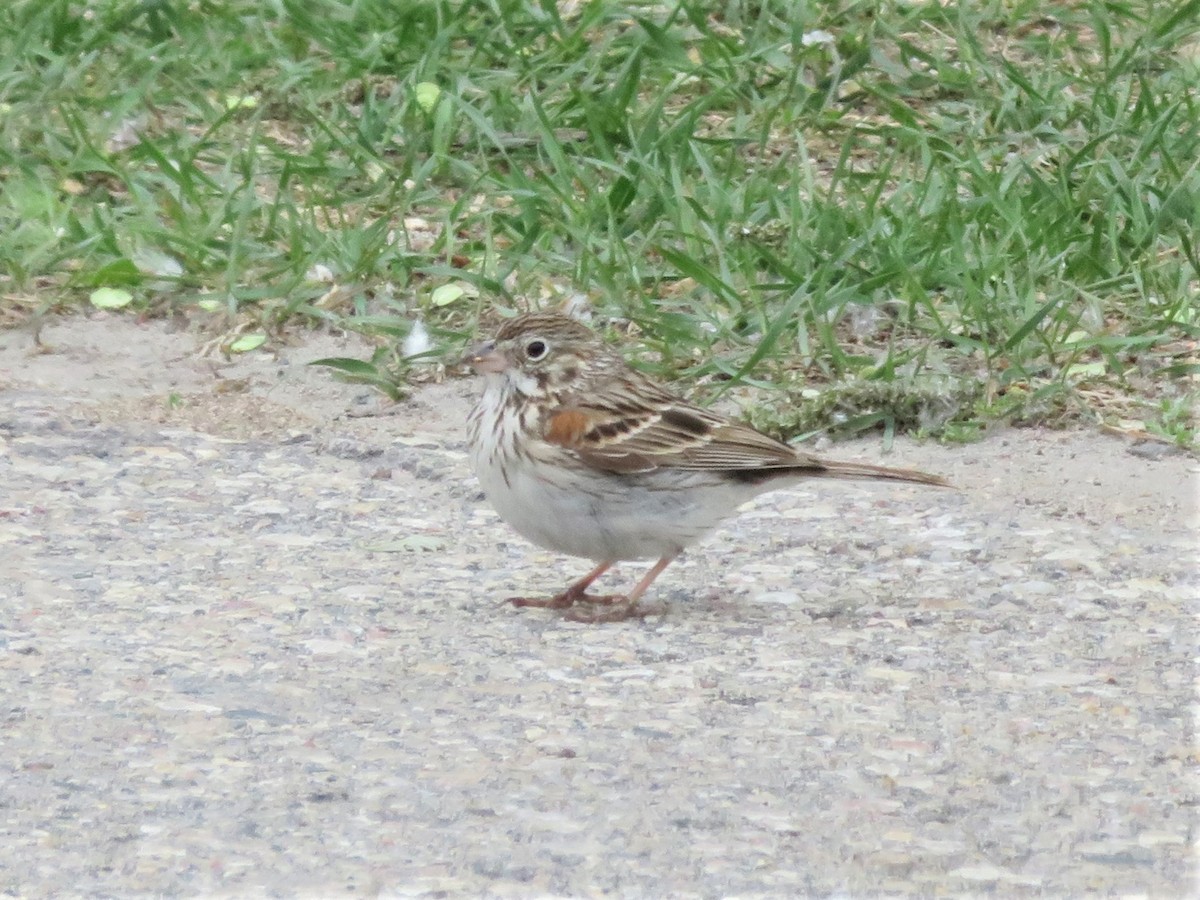 Vesper Sparrow - ML344455631