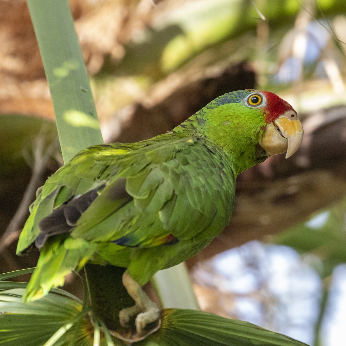 Red-crowned Parrot - Edwin Wilke