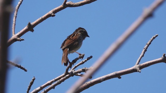 Swamp Sparrow - ML344461131