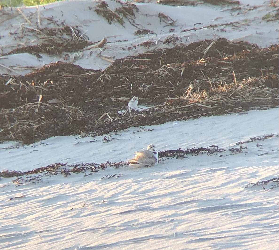 Piping Plover - ML344468351