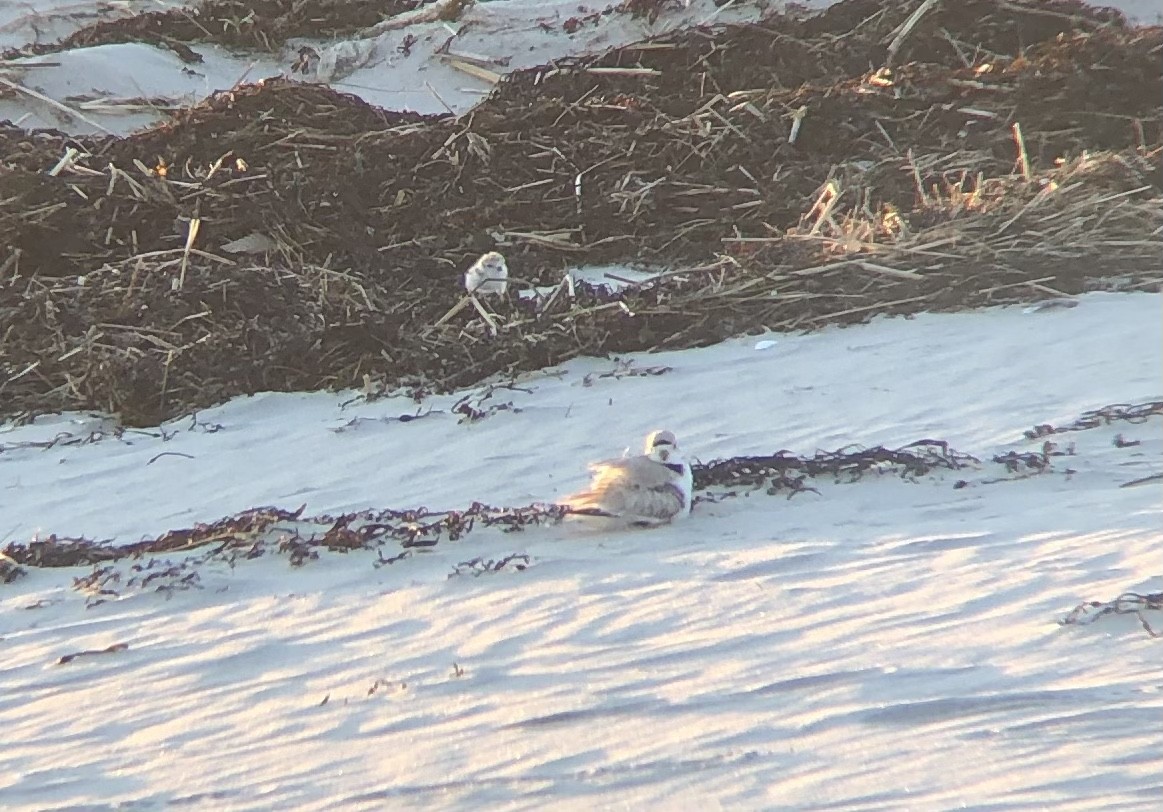 Piping Plover - ML344468361