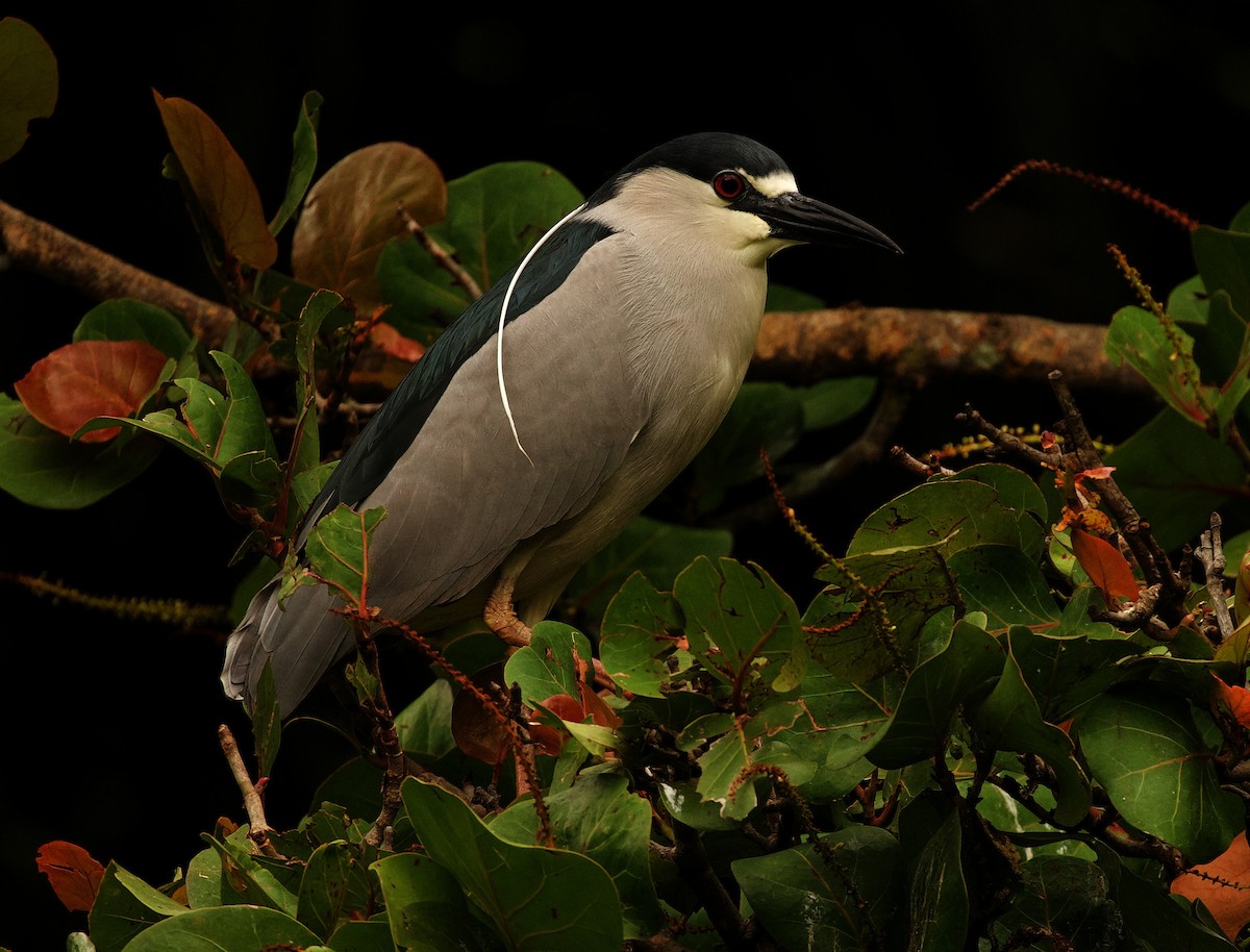 Black-crowned Night Heron - ML344470171