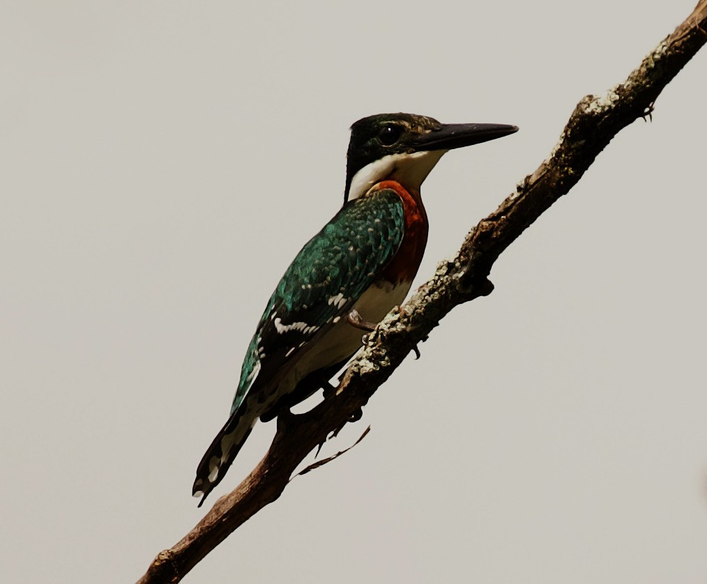 Green Kingfisher - David Ascanio