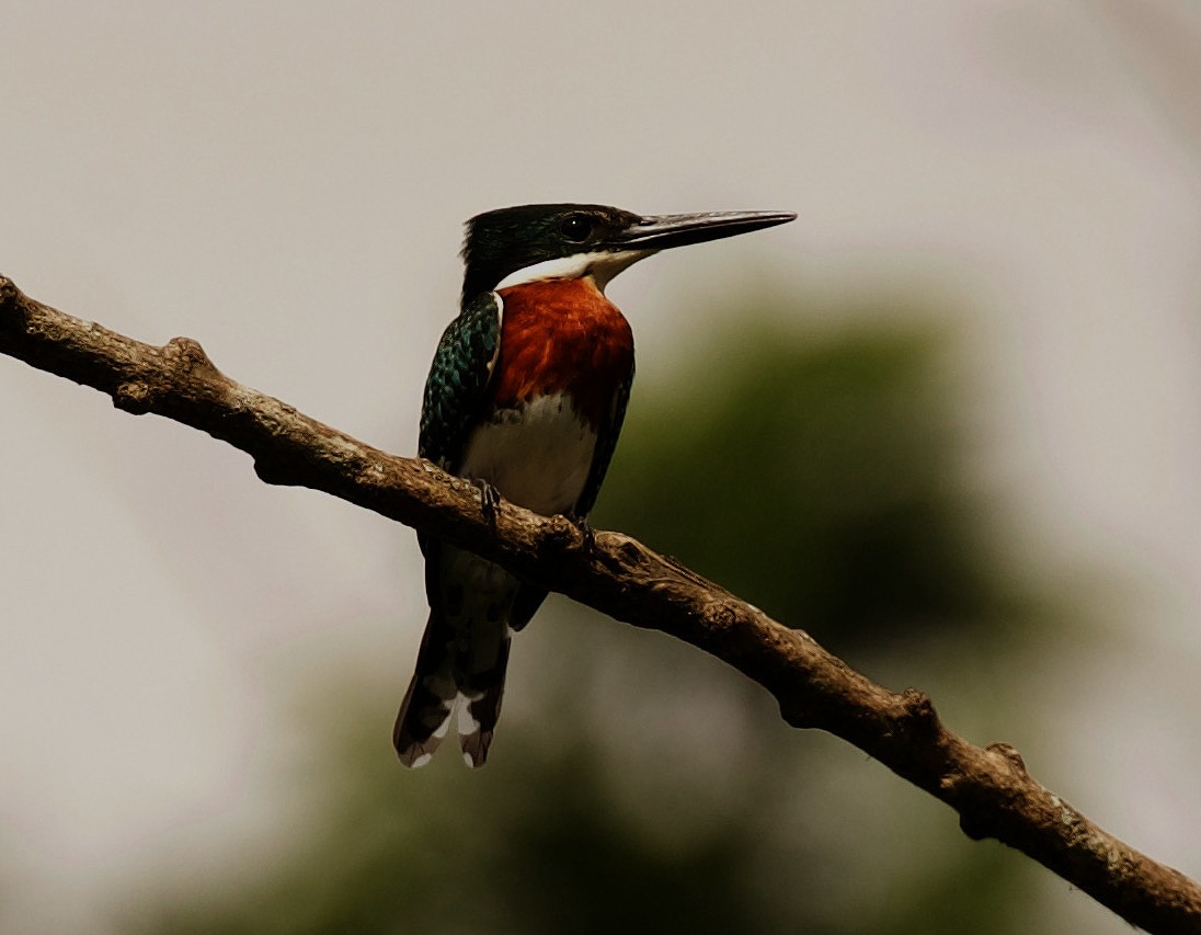 Green Kingfisher - David Ascanio