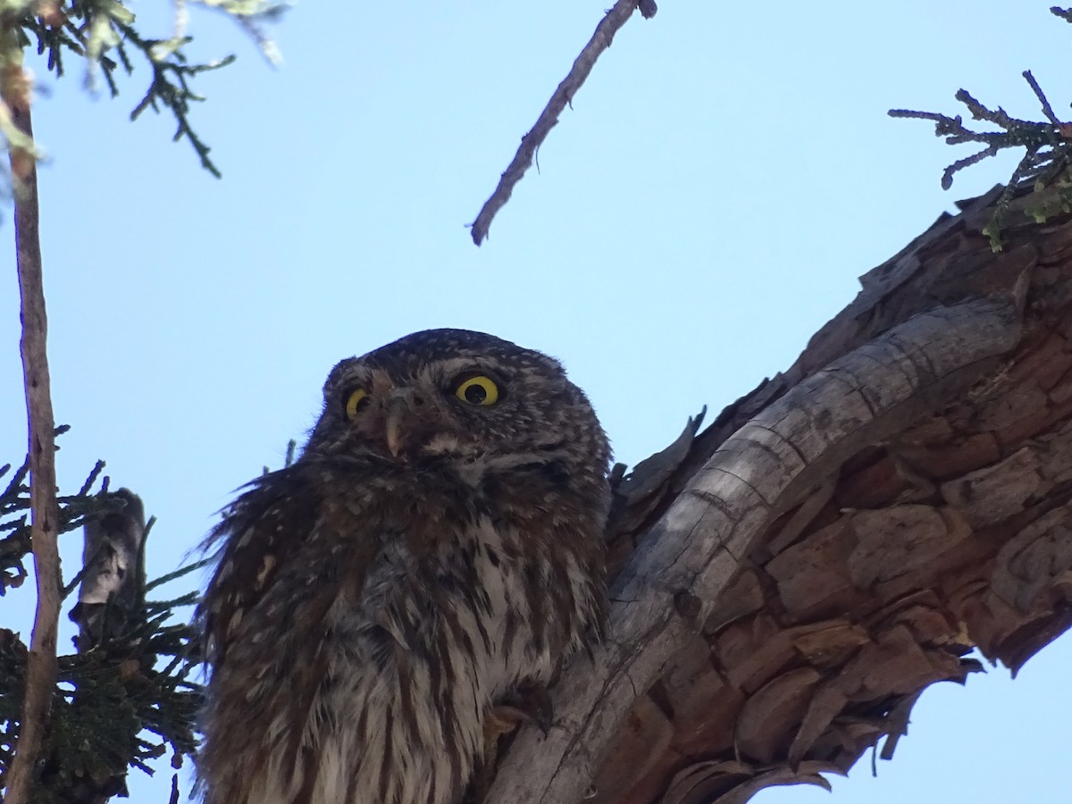 Northern Pygmy-Owl - ML344471001