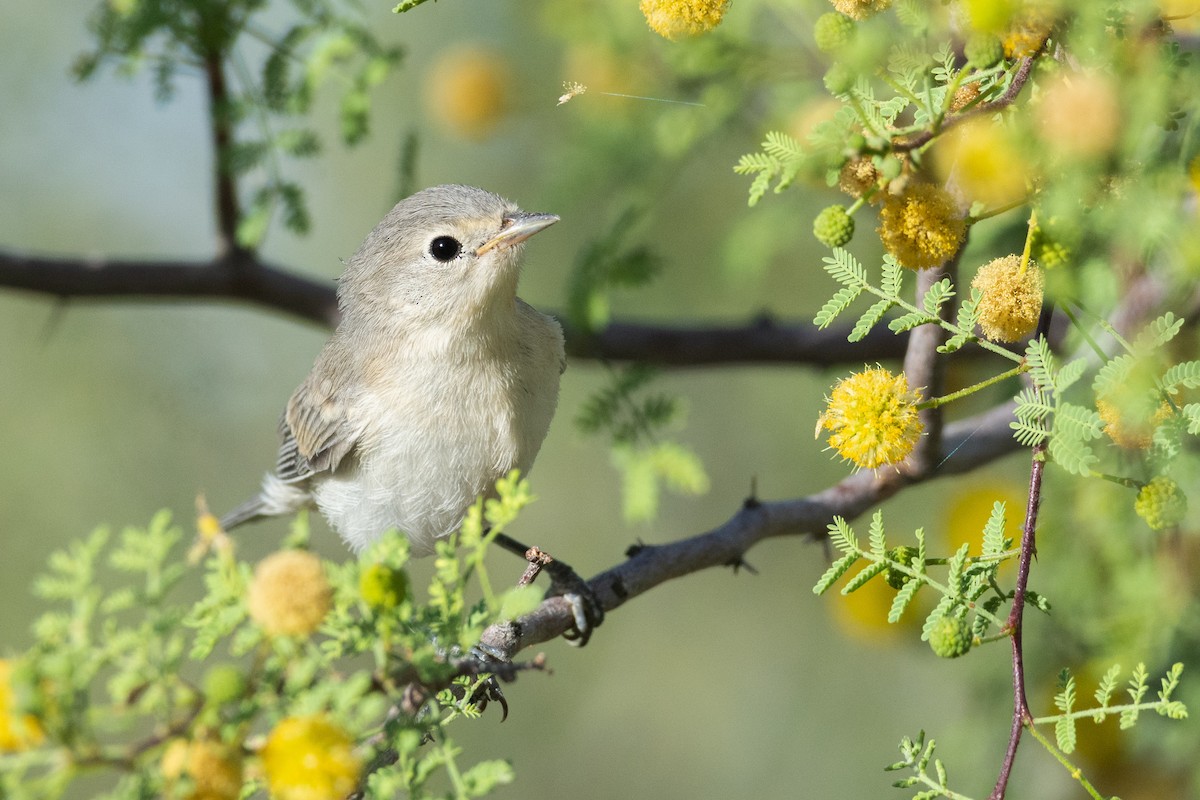 Lucy's Warbler - ML344471411