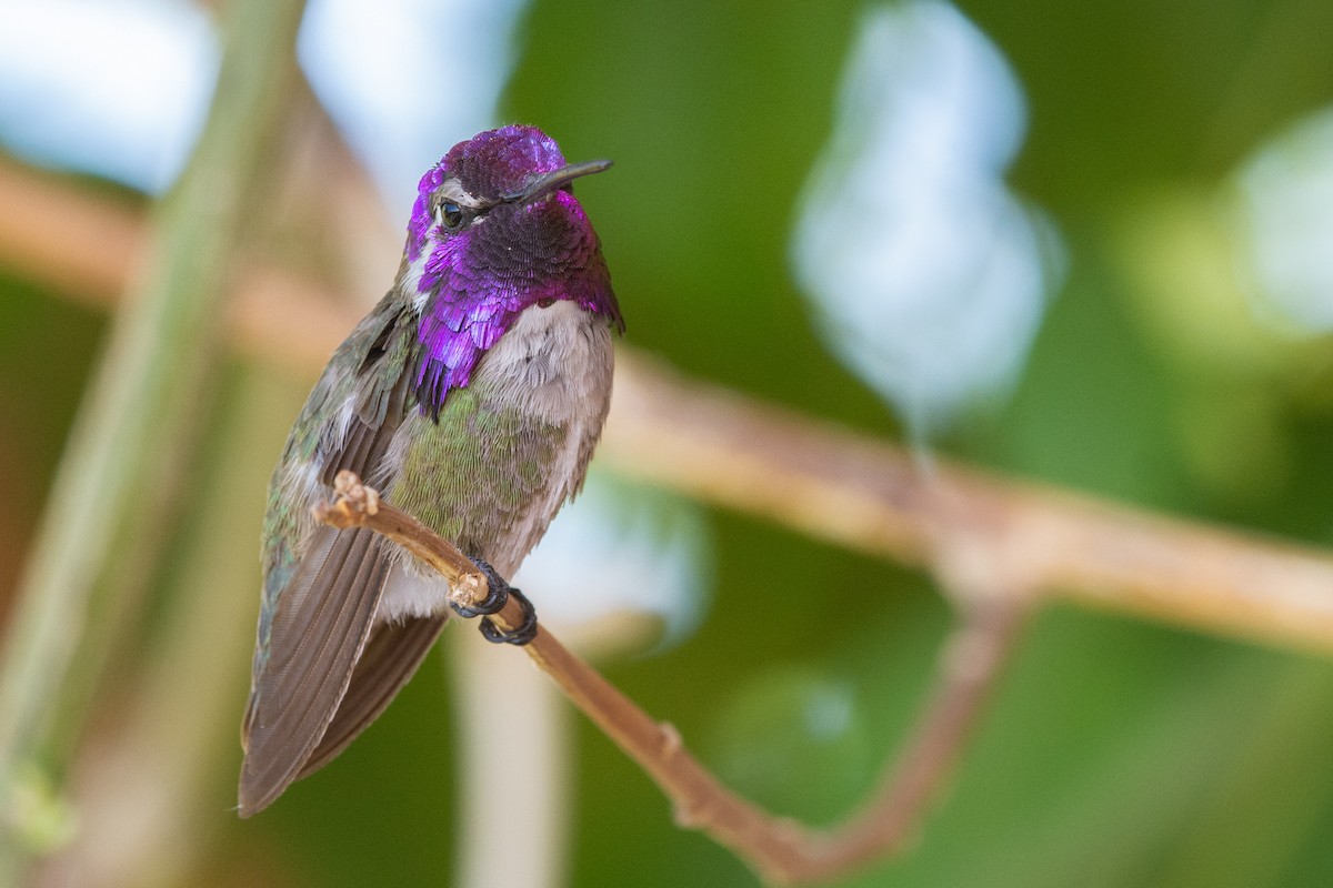 Costa's Hummingbird - Owen Sinkus