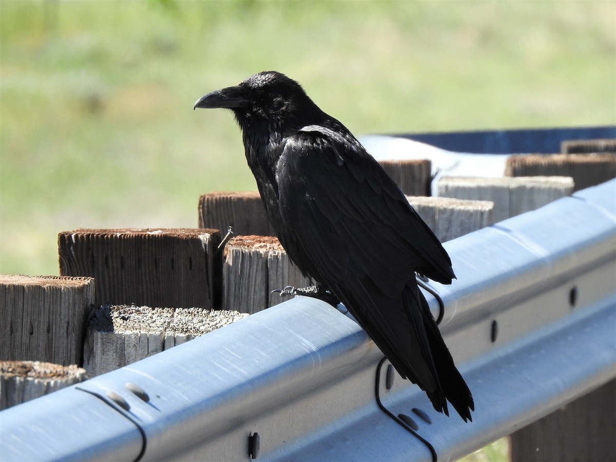 Common Raven - T B