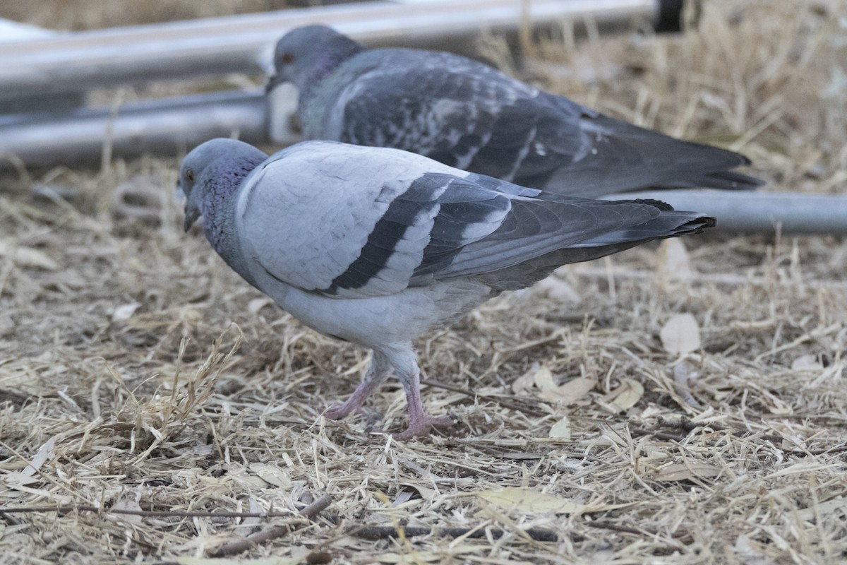 Rock Pigeon (Feral Pigeon) - John Cantwell