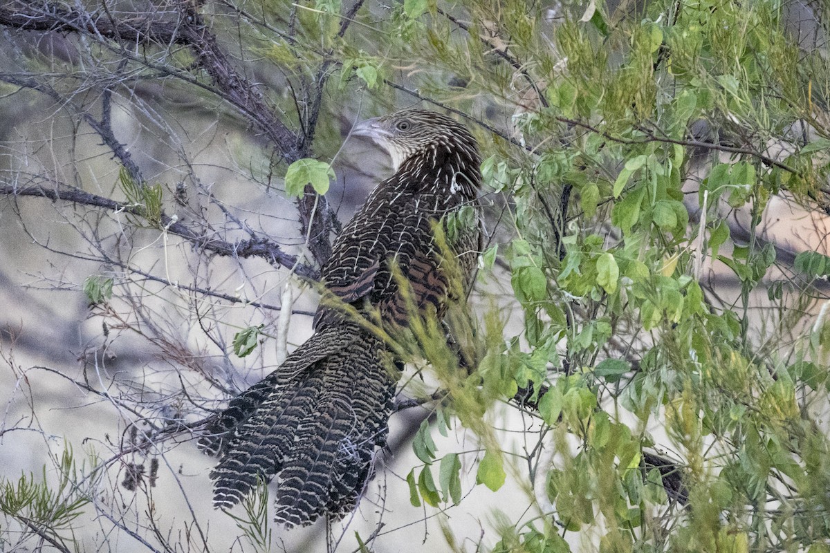 Pheasant Coucal - John Cantwell