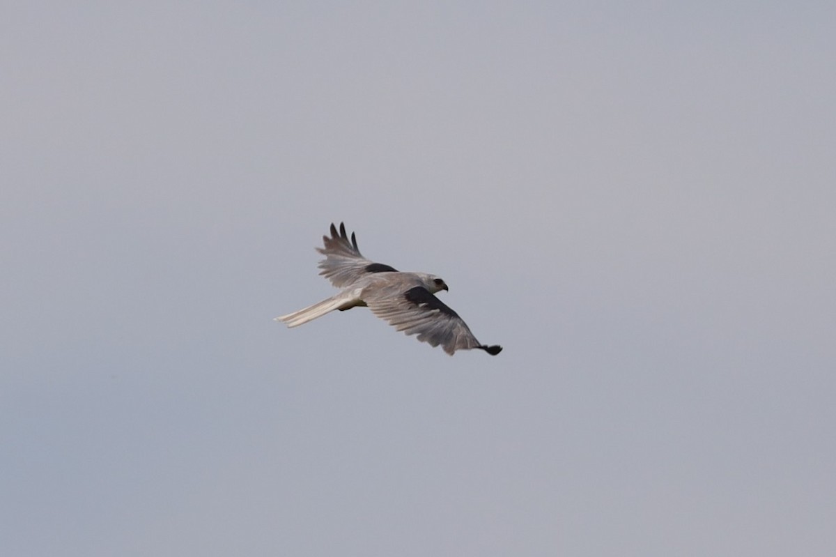 White-tailed Kite - ML344477651