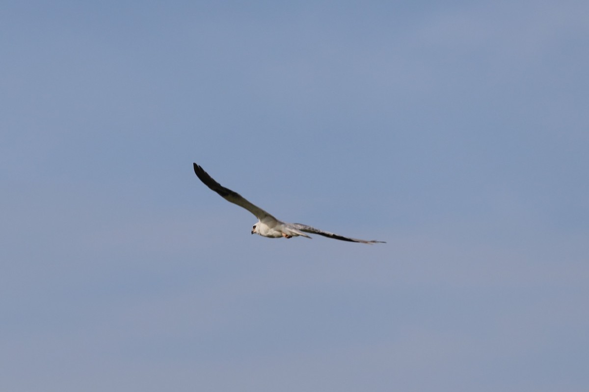 White-tailed Kite - ML344477661