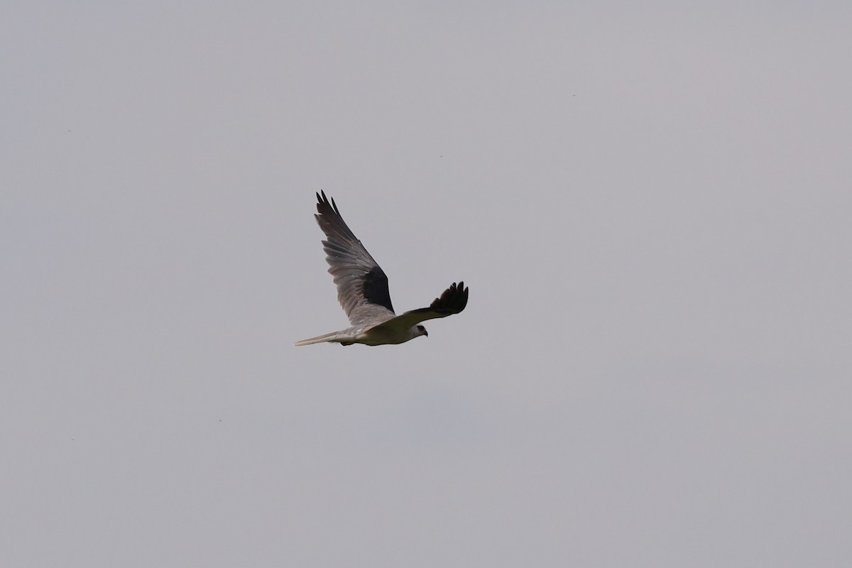 White-tailed Kite - ML344477671