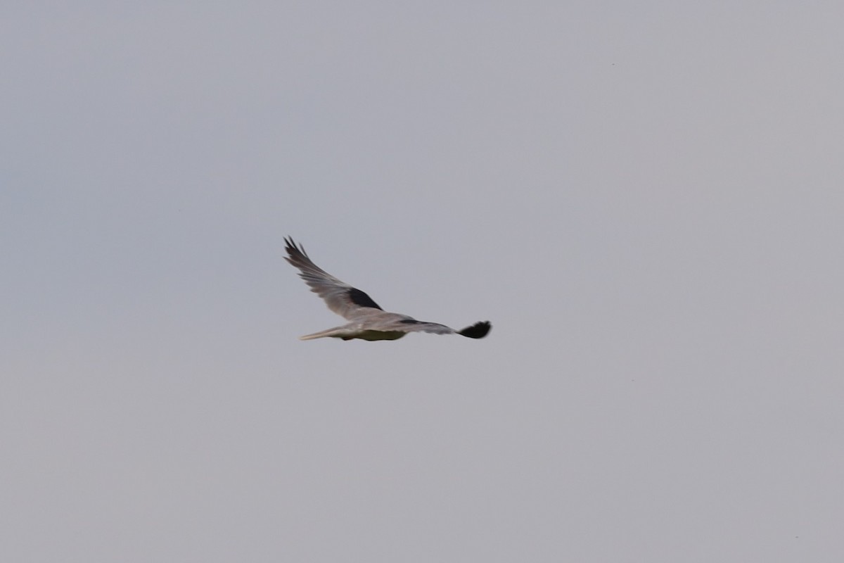 White-tailed Kite - ML344477681