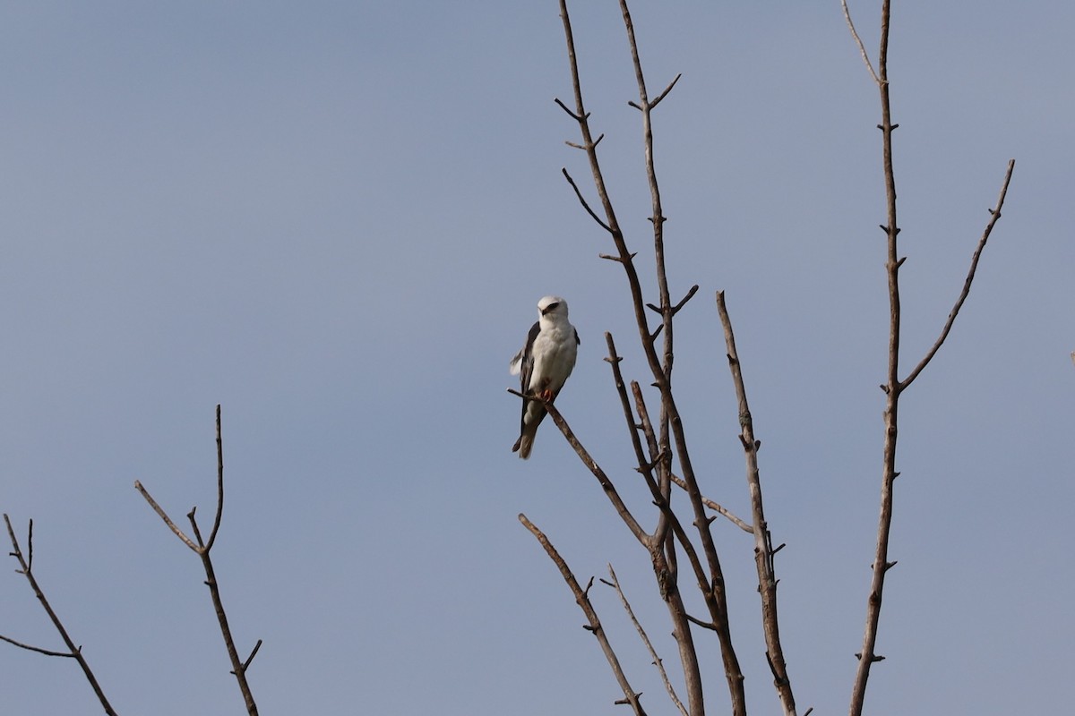 White-tailed Kite - ML344477761