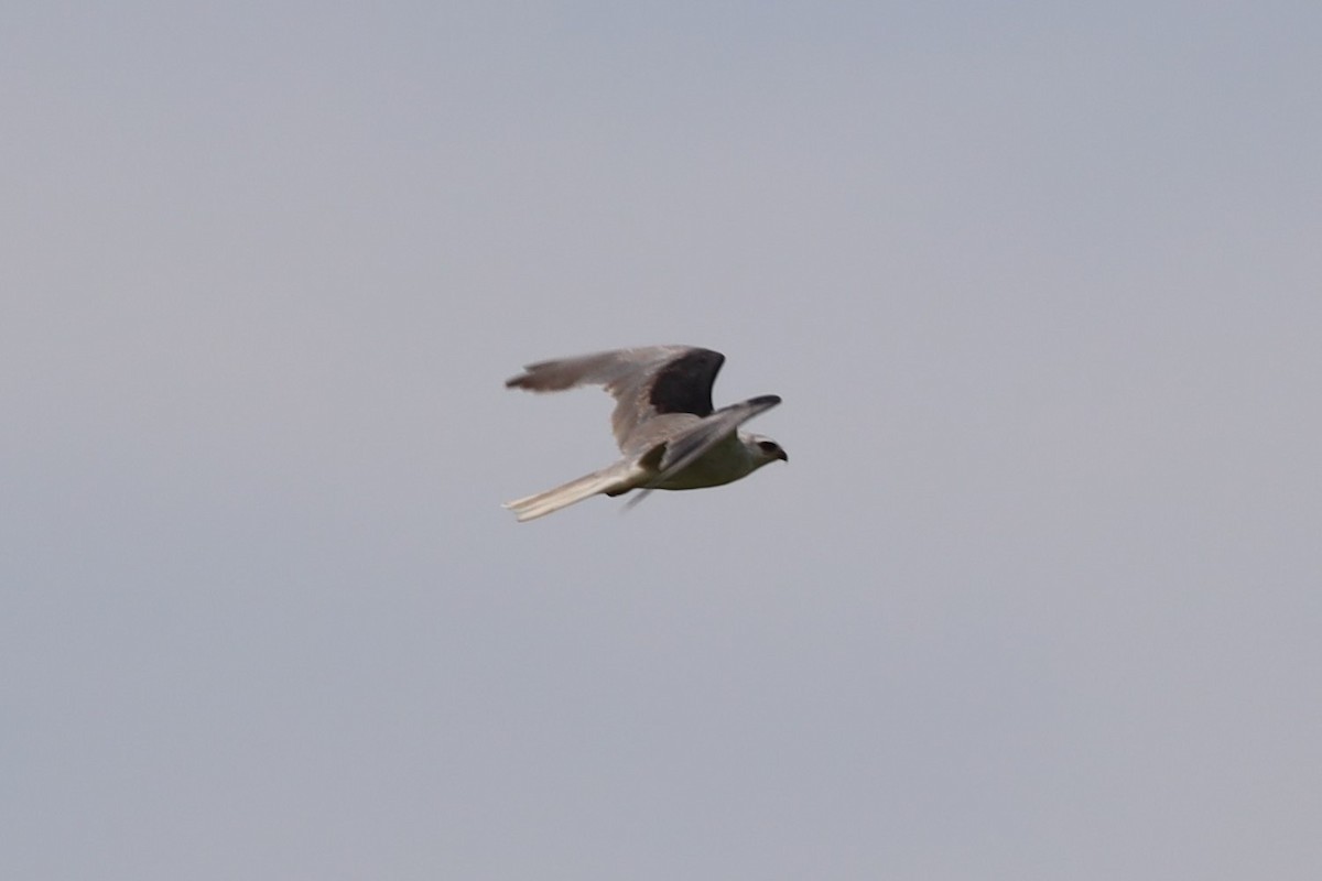 White-tailed Kite - ML344477781