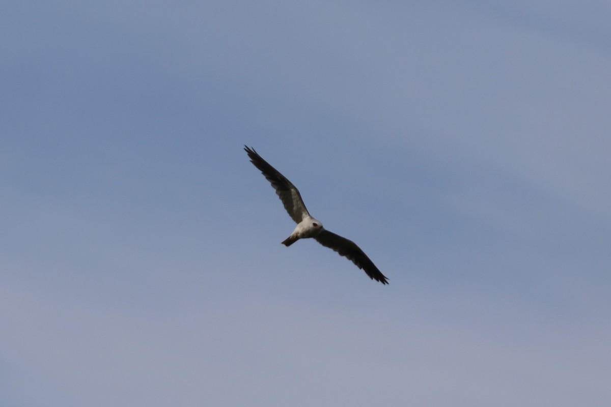 White-tailed Kite - ML344477861
