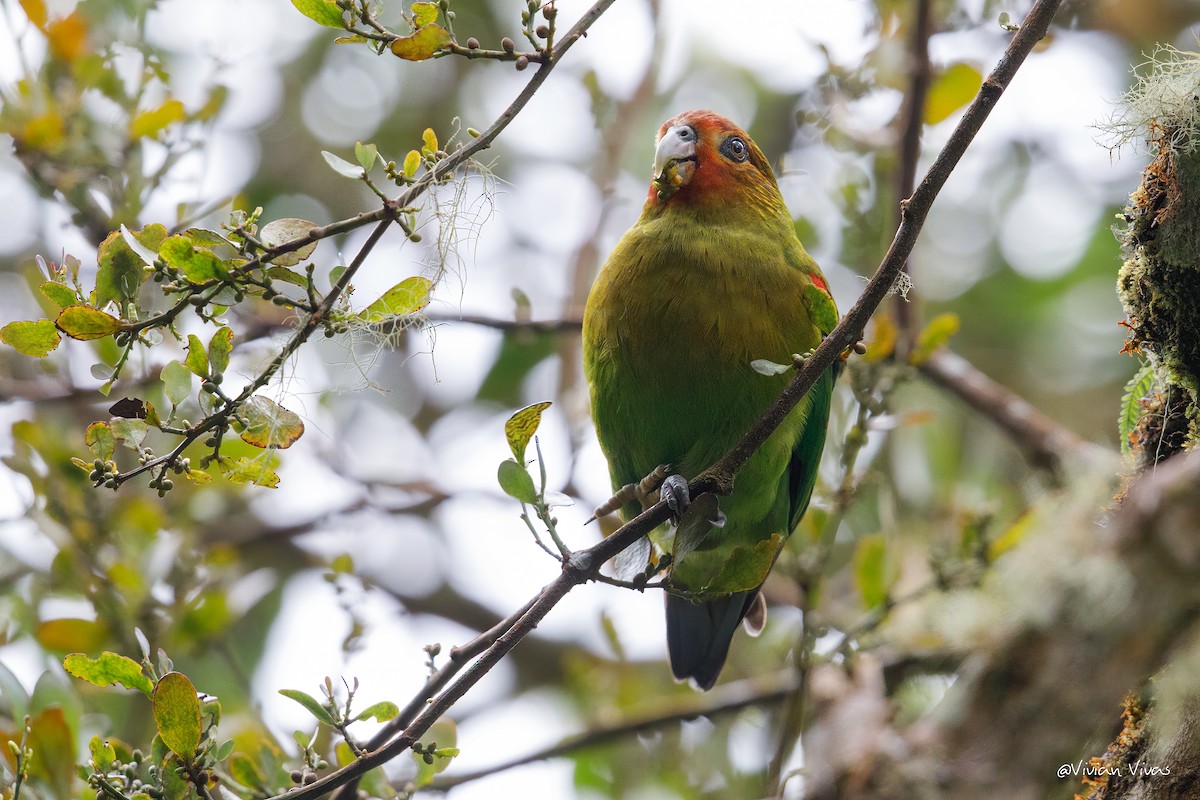 Rusty-faced Parrot - ML344479691