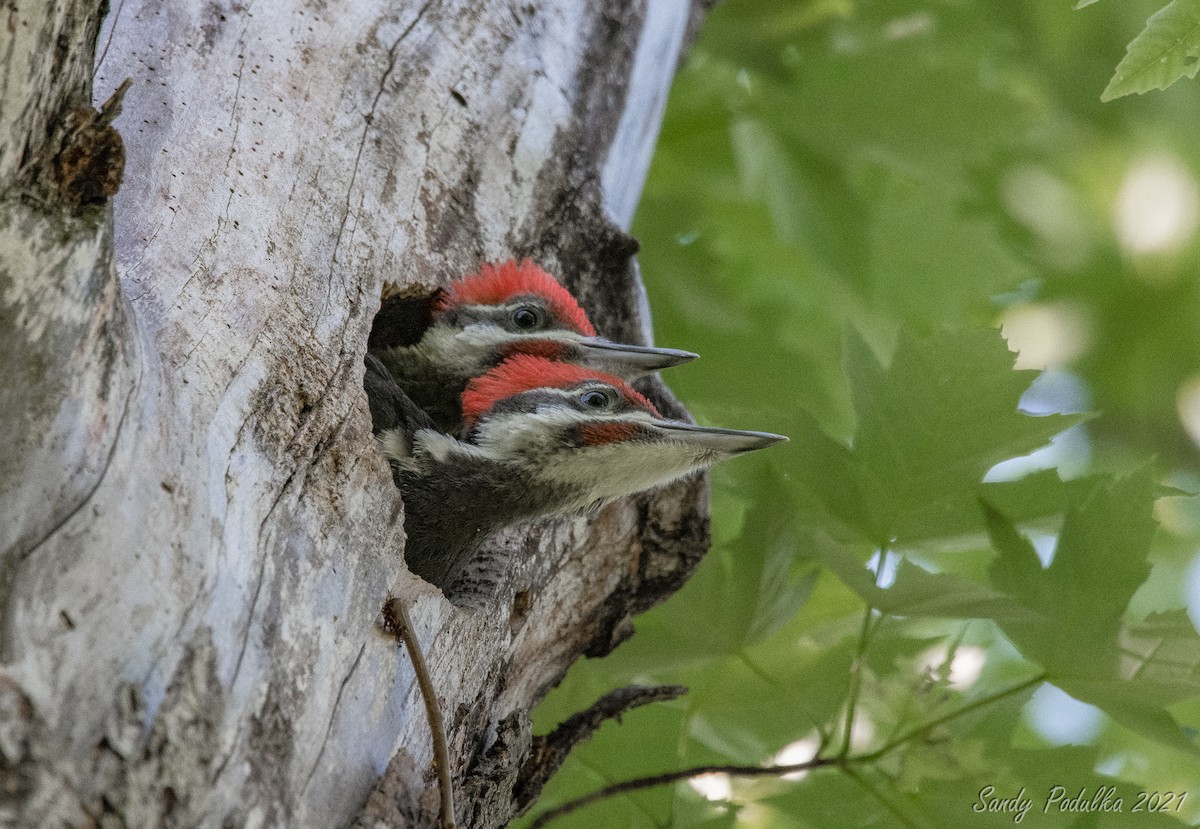 Pileated Woodpecker - Sandy Podulka
