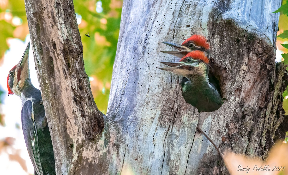 Pileated Woodpecker - Sandy Podulka