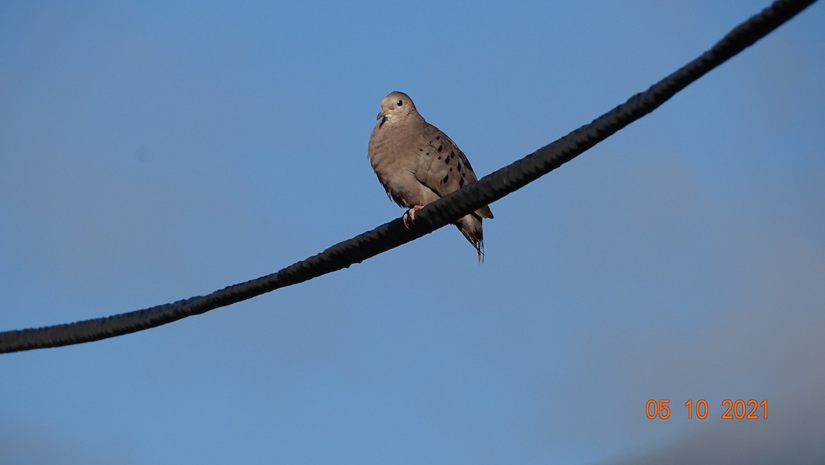 Ecuadorian Ground Dove - ML344484391