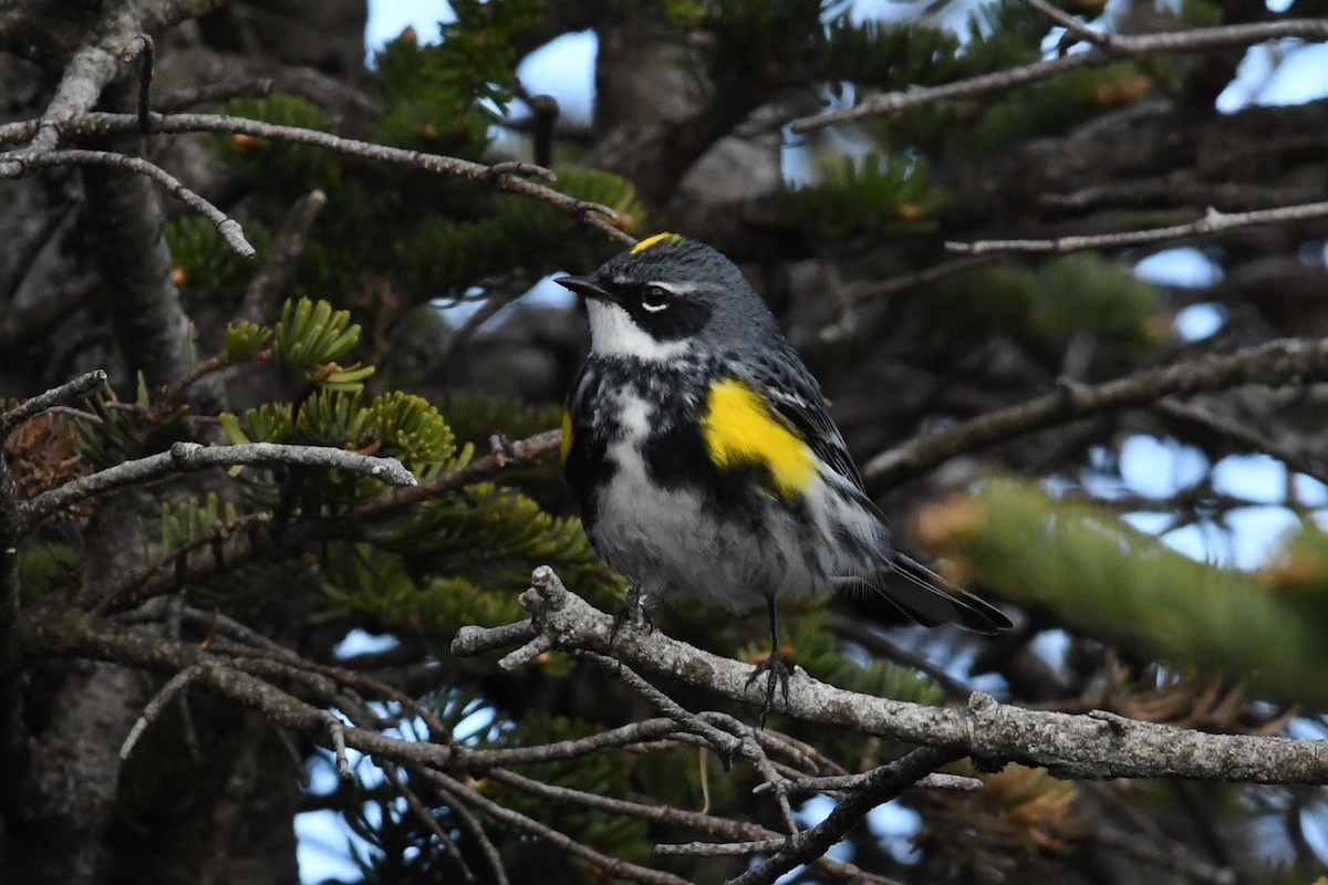 Yellow-rumped Warbler (Myrtle) - Barry Blust