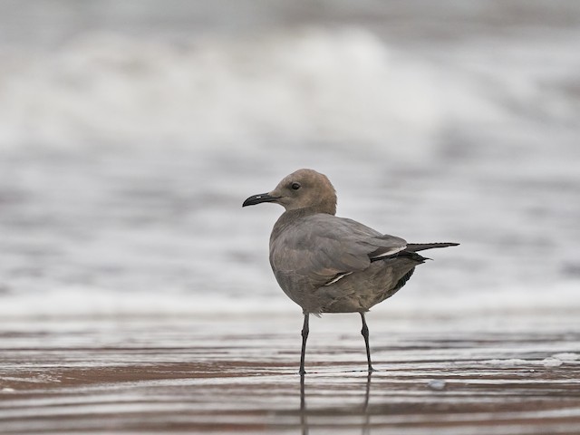 Second Basic Gray Gull - Gray Gull - 