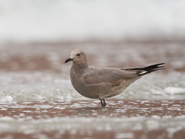Second Basic Gray Gull - Gray Gull - 