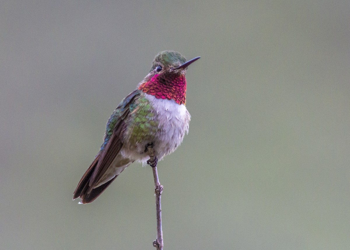 Broad-tailed Hummingbird - Darren Pendleton