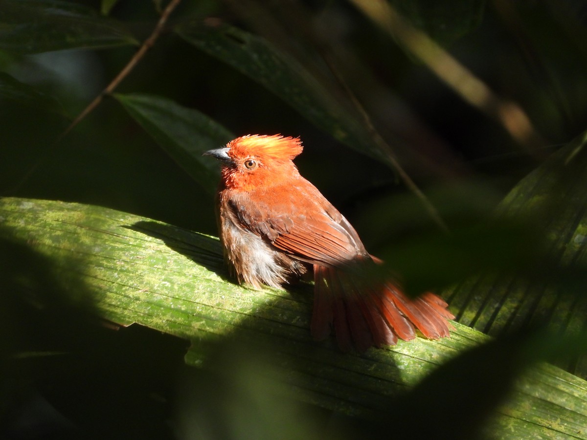 Crested Ant-Tanager - ML344508931