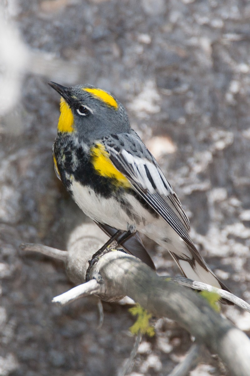 Yellow-rumped Warbler (Audubon's) - Robert Lewis
